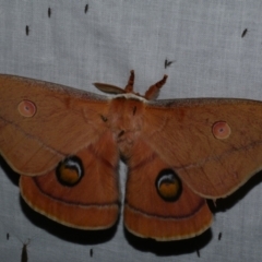 Opodiphthera helena (Helena Gum Moth) at Freshwater Creek, VIC - 25 Dec 2022 by WendyEM