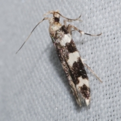 Limnaecia camptosema (Cosmopterigid) at Freshwater Creek, VIC - 25 Dec 2022 by WendyEM