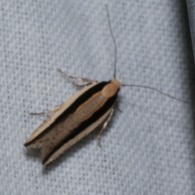 Macrenches clerica (Gelechiidae) at Freshwater Creek, VIC - 25 Dec 2022 by WendyEM