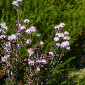 Kunzea parvifolia at Greenway, ACT - 8 Oct 2021 10:57 AM