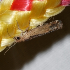 Crocidosema plebejana (Cotton Tipworm Moth) at Freshwater Creek, VIC - 25 Dec 2022 by WendyEM