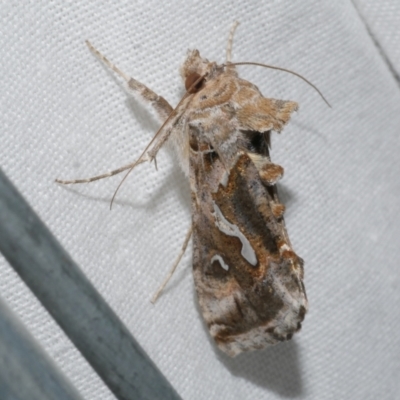 Chrysodeixis argentifera (Tobacco Looper) at Freshwater Creek, VIC - 21 Dec 2022 by WendyEM