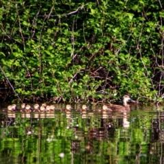 Anas superciliosa (Pacific Black Duck) at Campbell, ACT - 23 Oct 2021 by MB