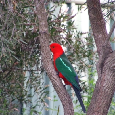 Alisterus scapularis (Australian King-Parrot) at Richardson, ACT - 16 Oct 2021 by MB