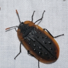 Ptomaphila lacrymosa (Carrion Beetle) at Freshwater Creek, VIC - 21 Dec 2022 by WendyEM