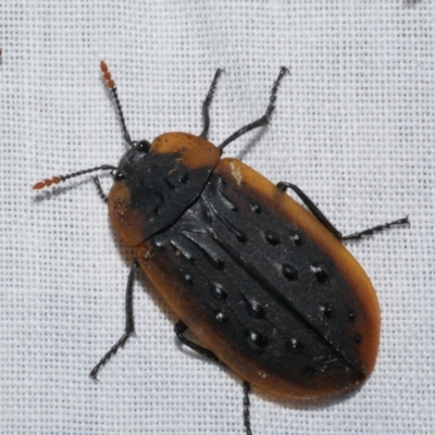 Ptomaphila lacrymosa (Carrion Beetle) at Freshwater Creek, VIC - 21 Dec 2022 by WendyEM