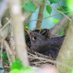 Turdus merula (Eurasian Blackbird) at Richardson, ACT - 15 Oct 2021 by MB