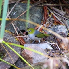 Zosterops lateralis (Silvereye) at Richardson, ACT - 28 Sep 2021 by MB