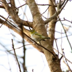 Zosterops lateralis at Richardson, ACT - 28 Sep 2021