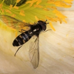 Melangyna (Austrosyrphus) collatus (A hover fly) at Melba, ACT - 29 Jul 2024 by kasiaaus