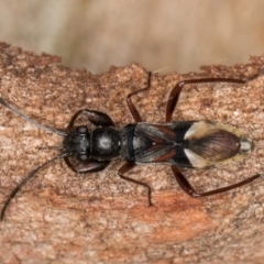 Daerlac cephalotes (Ant Mimicking Seedbug) at Flynn, ACT - 29 Jul 2024 by kasiaaus