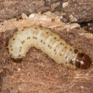 Pyraloidea immature unidentified at Melba, ACT - 29 Jul 2024 02:06 PM