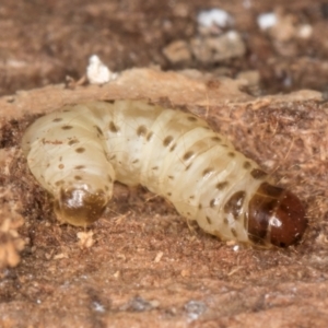 Pyraloidea immature unidentified at Melba, ACT - 29 Jul 2024 02:06 PM