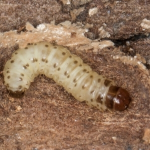 Pyraloidea immature unidentified at Melba, ACT - 29 Jul 2024