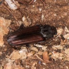 Ascetoderes sp. (genus) (Teredid beetle) at Melba, ACT - 29 Jul 2024 by kasiaaus