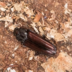 Ascetoderes sp. (genus) at Melba, ACT - 29 Jul 2024 02:07 PM