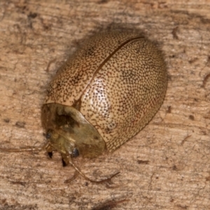 Paropsis atomaria at Melba, ACT - 29 Jul 2024 02:11 PM