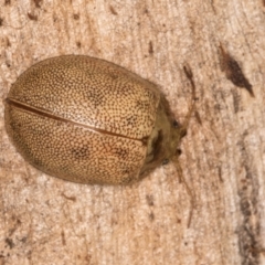 Paropsis atomaria at Melba, ACT - 29 Jul 2024 02:11 PM