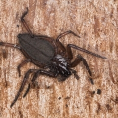 Hemicloea sp. (genus) (Flat bark spider) at Melba, ACT - 29 Jul 2024 by kasiaaus