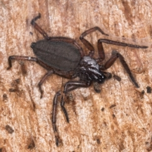 Hemicloea sp. (genus) at Melba, ACT - 29 Jul 2024 02:12 PM