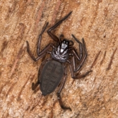 Hemicloea sp. (genus) at Melba, ACT - 29 Jul 2024 02:12 PM