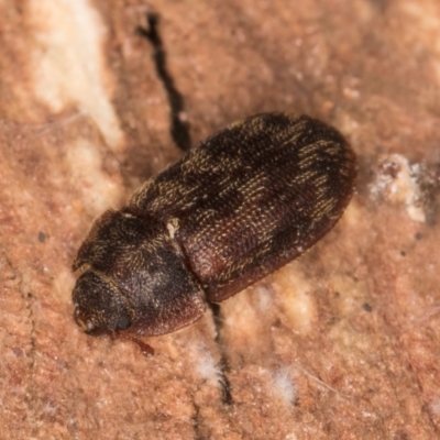 Neaspis variegata (Trogossitid beetle) at Melba, ACT - 29 Jul 2024 by kasiaaus