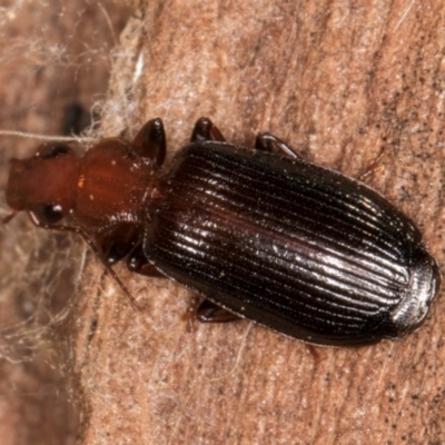 Demetrida suturata (Arboreal carab beetle) at Melba, ACT - 29 Jul 2024 by kasiaaus