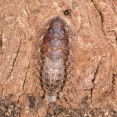 Laxta sp. (genus) (Bark cockroach) at Melba, ACT - 29 Jul 2024 by kasiaaus