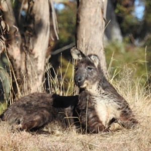 Osphranter robustus robustus at Kambah, ACT - 27 Jul 2024