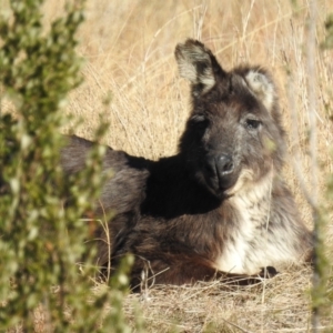 Osphranter robustus robustus at Kambah, ACT - 27 Jul 2024