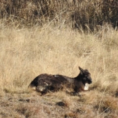 Osphranter robustus robustus at Kambah, ACT - 27 Jul 2024