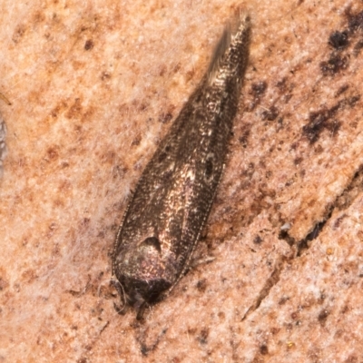 Oecophoridae (family) (Unidentified Oecophorid concealer moth) at Melba, ACT - 29 Jul 2024 by kasiaaus