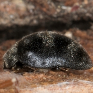 Coccinellidae (family) at Melba, ACT - 29 Jul 2024 02:32 PM