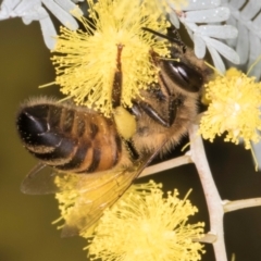 Apis mellifera (European honey bee) at Melba, ACT - 29 Jul 2024 by kasiaaus