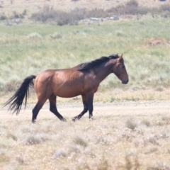 Equus caballus (Brumby, Wild Horse) at Long Plain, NSW - 14 Jan 2020 by DonFletcher