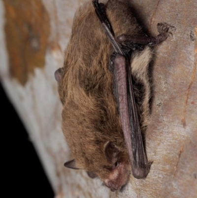 Vespadelus baverstocki (Inland Forest Bat) at Gluepot, SA - 20 Apr 2023 by MichaelBedingfield