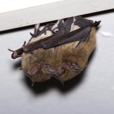 Vespadelus troughtoni (Eastern Cave Bat) at Strathdickie, QLD - 20 Jul 2017 by MichaelBedingfield