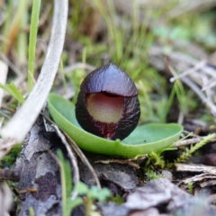 Corysanthes incurva (Slaty Helmet Orchid) at Bruce, ACT by RobG1