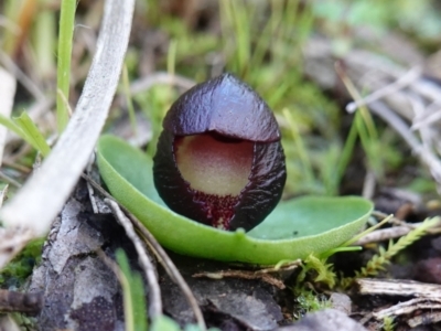 Corysanthes incurva (Slaty Helmet Orchid) by RobG1