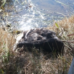 Cygnus atratus (Black Swan) at Gungahlin, ACT - 30 Jul 2024 by TrishGungahlin