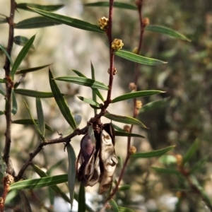 Acacia siculiformis at Rendezvous Creek, ACT - 28 Jul 2024 11:47 AM