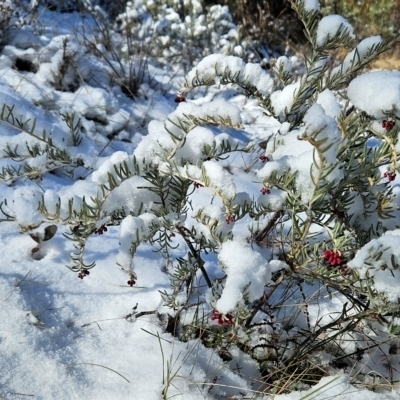 Grevillea lanigera (Woolly Grevillea) at Rendezvous Creek, ACT - 28 Jul 2024 by BethanyDunne