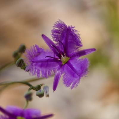 Thysanotus tuberosus subsp. tuberosus at Lake Innes, NSW - 27 Nov 2023 by KorinneM