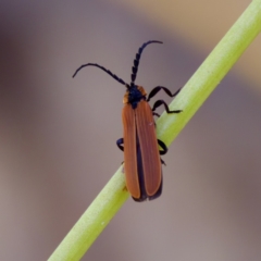 Trichalus ampliatus at Lake Innes, NSW - 27 Nov 2023 by KorinneM