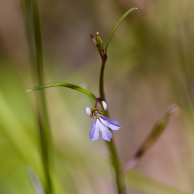 Lobelia anceps at Lake Innes, NSW - 27 Nov 2023 by KorinneM