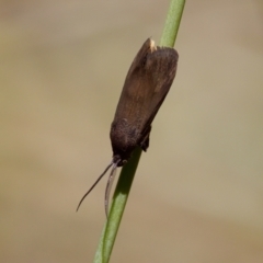 Miscera lygropis (Brachodidae) at Lake Innes, NSW - 27 Nov 2023 by KorinneM