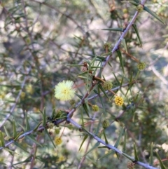 Acacia ulicifolia (Prickly Moses) at Watson, ACT - 29 Jul 2024 by waltraud
