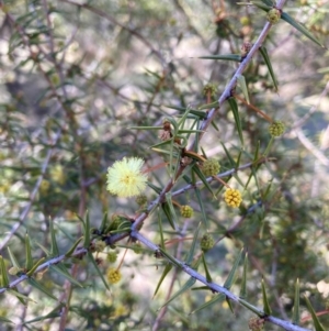 Acacia ulicifolia at Watson, ACT - 29 Jul 2024 11:22 AM