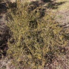 Acacia ulicifolia at Watson, ACT - 29 Jul 2024 11:22 AM