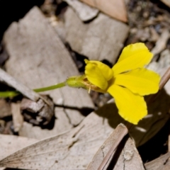 Goodenia sp. at Lake Innes, NSW - 27 Nov 2023 by KorinneM